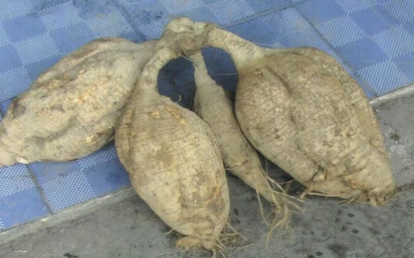 全套葛根飲料加工設(shè)備生產(chǎn)線新春特惠進行中